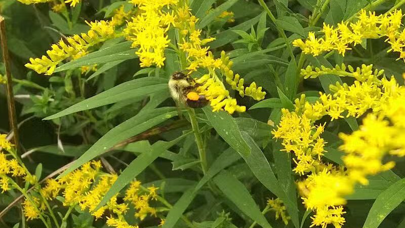 Salt River Park - Coleman, MI