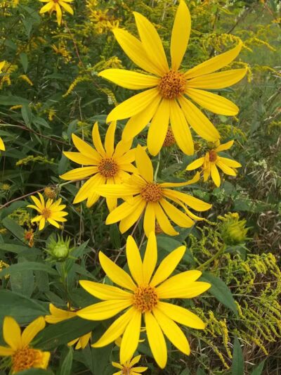 Salt River Park - Coleman, MI