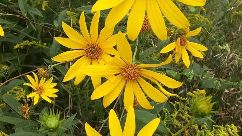 Salt River Park - Coleman, MI