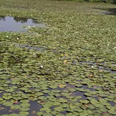 Lake Artemesia Natural Area - College Park, MD