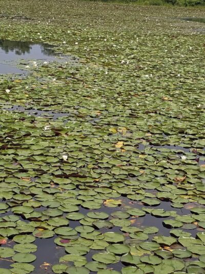 Lake Artemesia Natural Area - College Park, MD