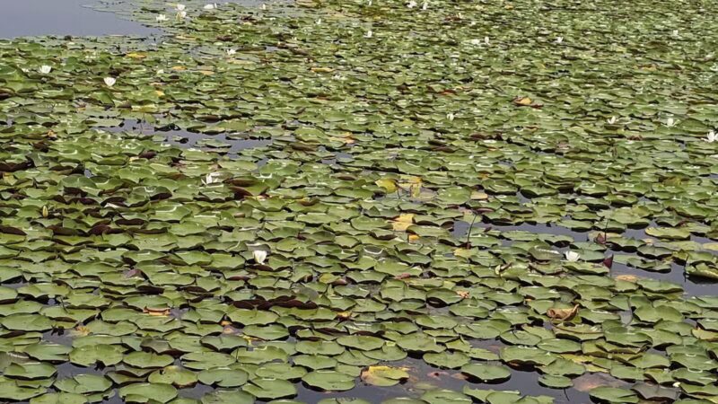 Lake Artemesia Natural Area - College Park, MD