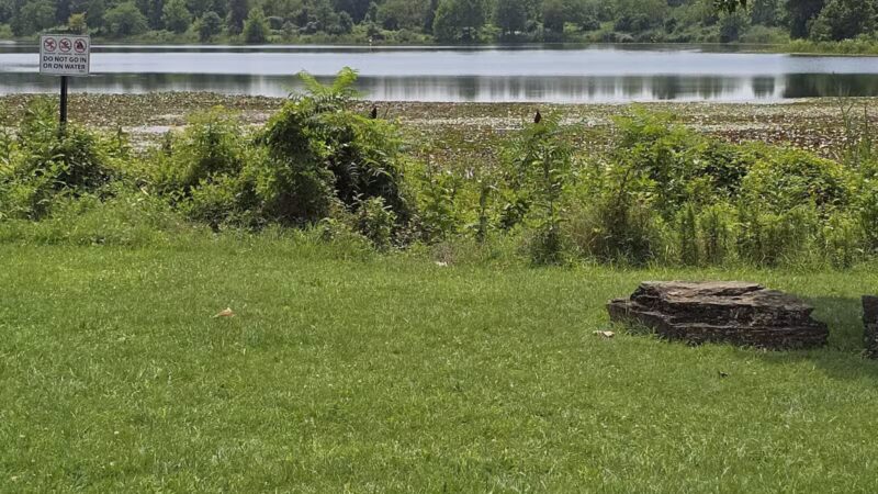 Lake Artemesia Natural Area - College Park, MD