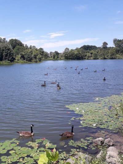 Lake Artemesia Natural Area - College Park, MD