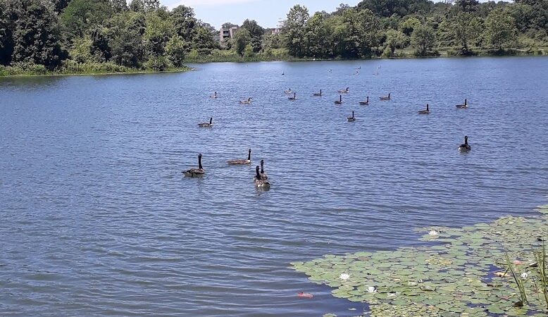 Lake Artemesia Natural Area - College Park, MD