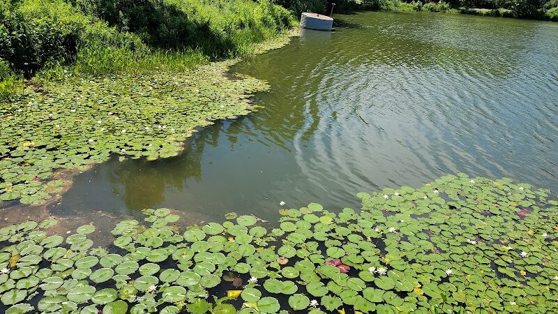 Lake Artemesia Natural Area - College Park, MD