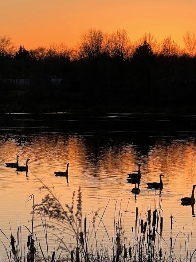 Lake Artemesia Natural Area - College Park, MD