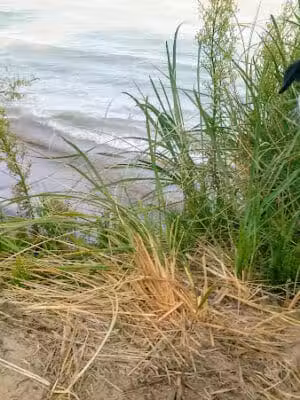 Roadside Park - Coloma,