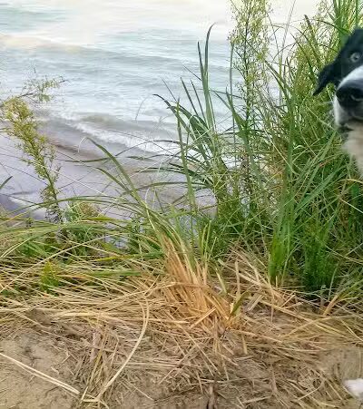 Roadside Park - Coloma,