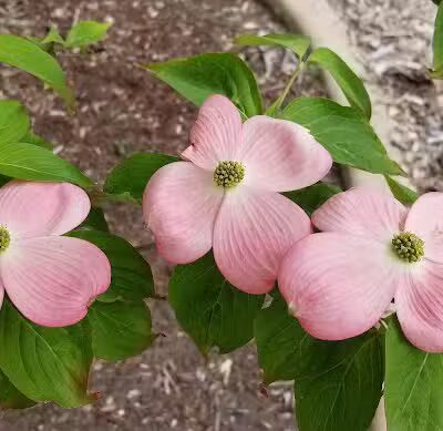 Colon Community Park - Colon,