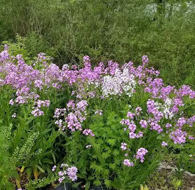 Colon Community Park - Colon,