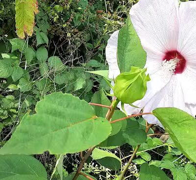 Colon Community Park - Colon,