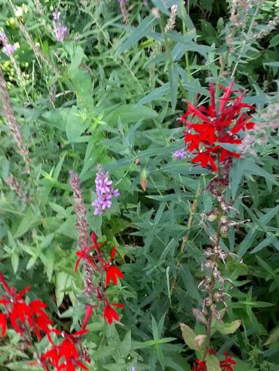 Colon Community Park - Colon,