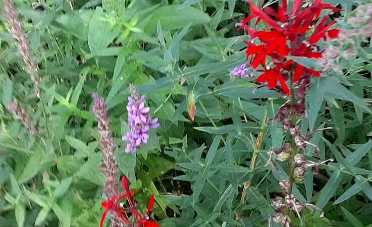 Colon Community Park - Colon,