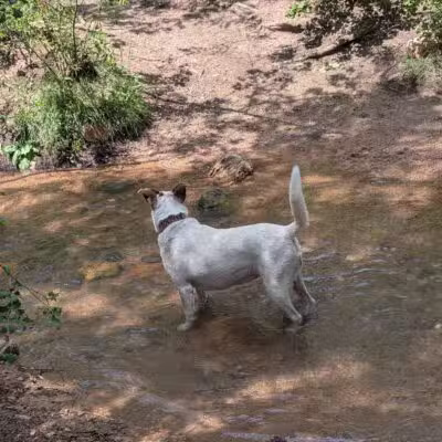 Bear Creek Dog Park - Colorado Springs, CO