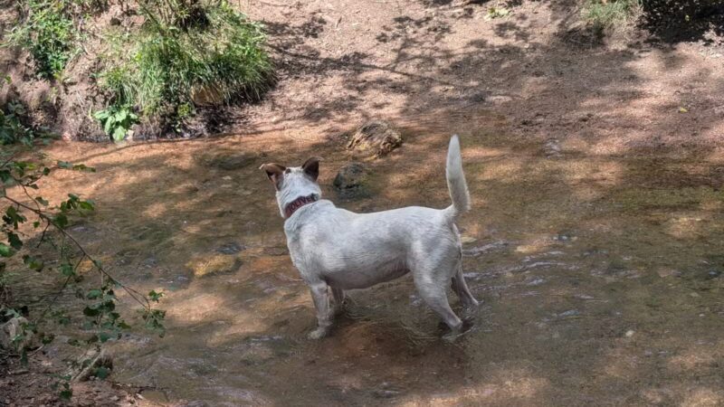 Bear Creek Dog Park - Colorado Springs, CO