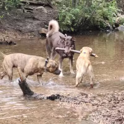Bear Creek Dog Park - Colorado Springs, CO