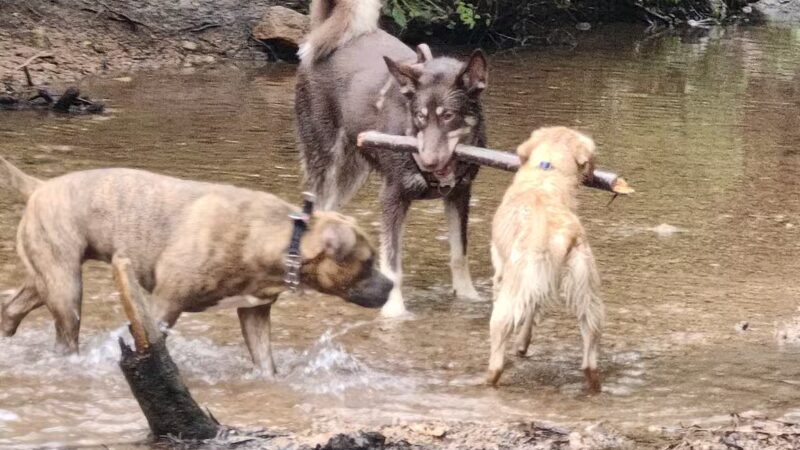 Bear Creek Dog Park - Colorado Springs, CO