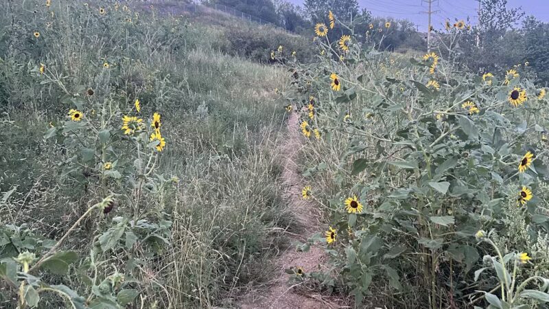 Bear Creek Dog Park - Colorado Springs, CO