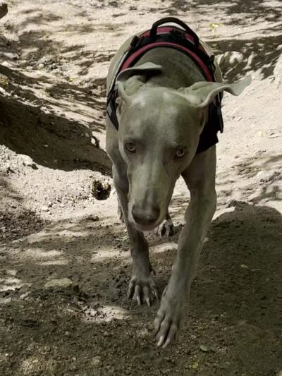 Bear Creek Dog Park Entrance - Colorado Springs, CO