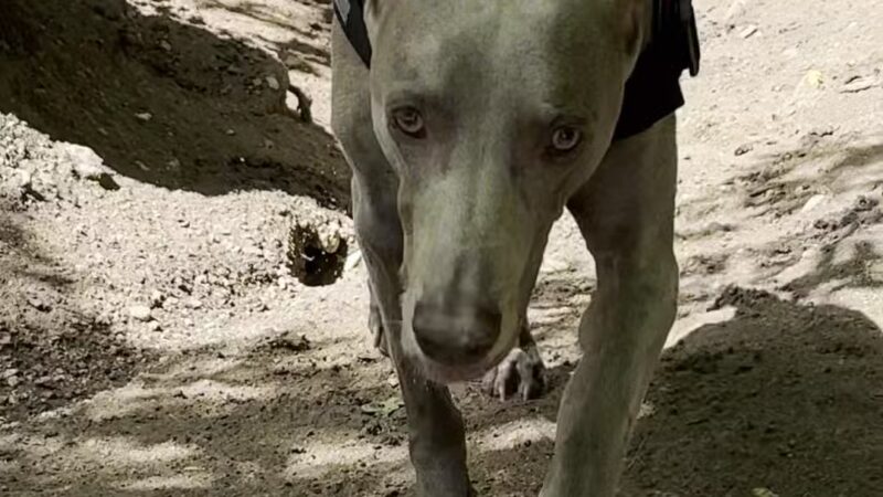 Bear Creek Dog Park Entrance - Colorado Springs, CO