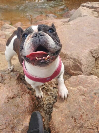 Bear Creek Dog Park Entrance - Colorado Springs, CO