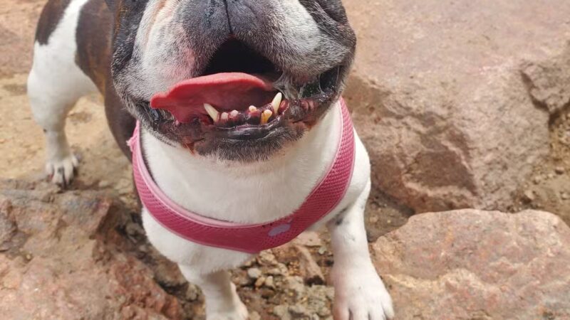Bear Creek Dog Park Entrance - Colorado Springs, CO
