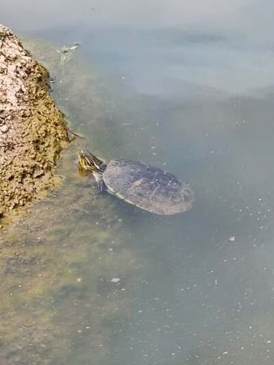 Fox Run Dog Park - Colorado Springs, CO