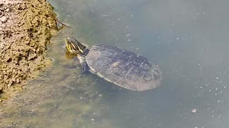 Fox Run Dog Park - Colorado Springs, CO