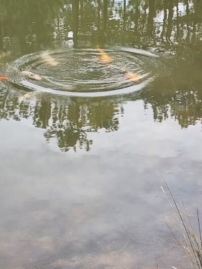 Fox Run Dog Park - Colorado Springs, CO