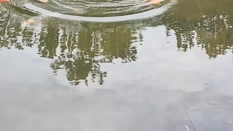 Fox Run Dog Park - Colorado Springs, CO