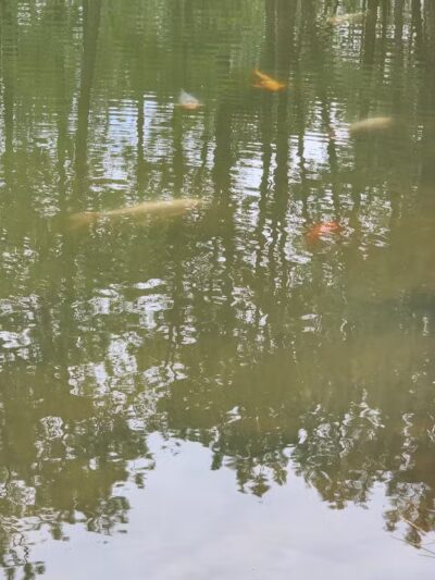 Fox Run Dog Park - Colorado Springs, CO