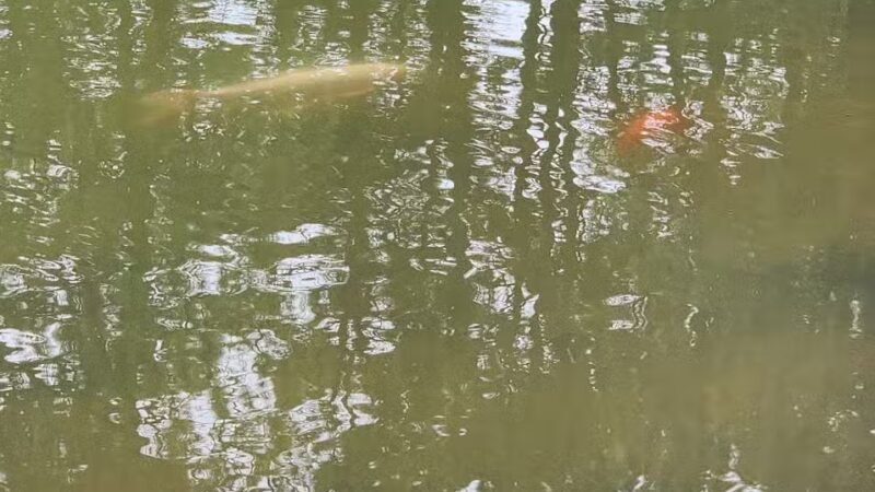 Fox Run Dog Park - Colorado Springs, CO