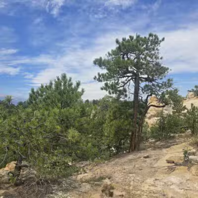 Palmer Park Dog Park - Colorado Springs, CO