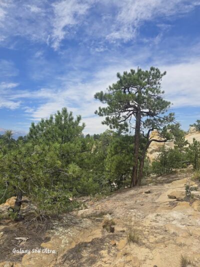 Palmer Park Dog Park - Colorado Springs, CO