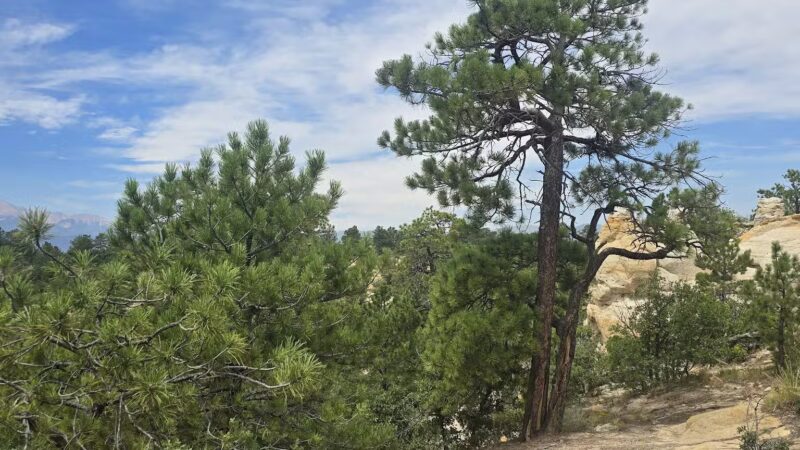 Palmer Park Dog Park - Colorado Springs, CO