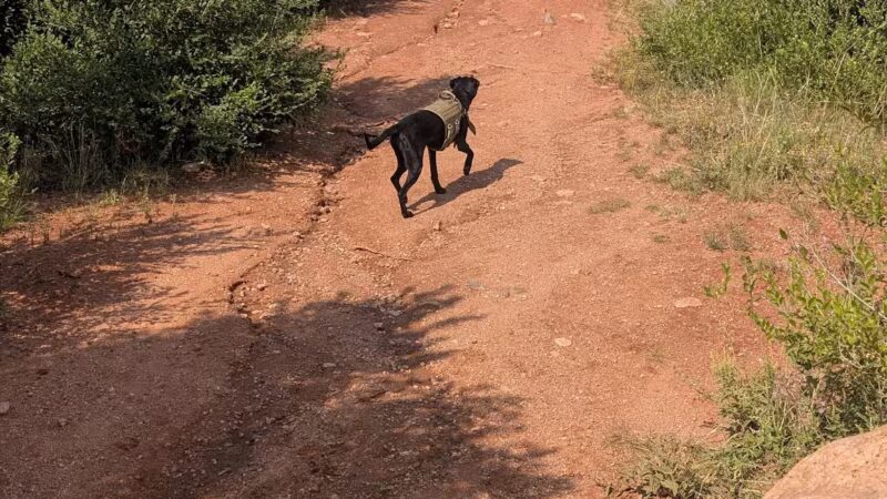 Red Rocks Dog Park - Colorado Springs, CO