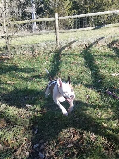 Dog Park - Columbia, MO