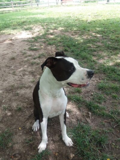 Dog Park - Columbia, MO