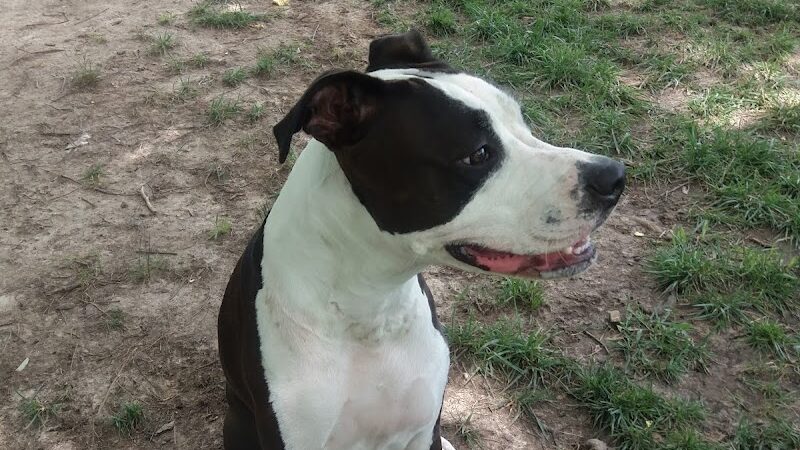 Dog Park - Columbia, MO