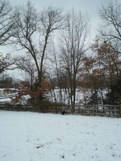 Dog Park - Columbia, MO