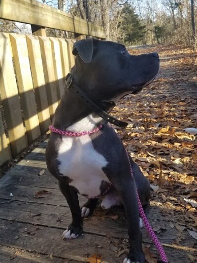 Dog Park - Columbia, MO