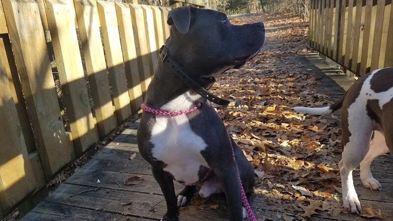 Dog Park - Columbia, MO