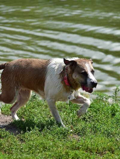 Twin Lakes Dog Park - Columbia, MO