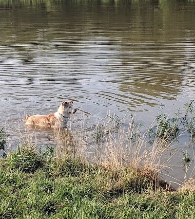 Twin Lakes Dog Park - Columbia, MO