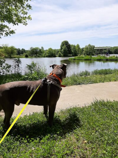 Twin Lakes Dog Park - Columbia, MO