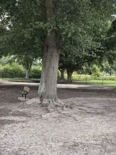 Page Ellington Park Dog Park - Columbia, SC