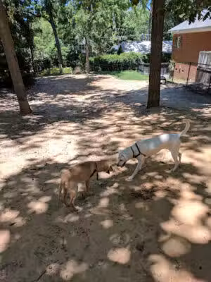 Emily Douglas Park - Columbia, SC