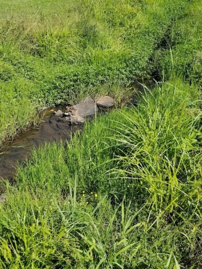 Michael J & Mary Meech MUNGO PARK - Columbia, SC