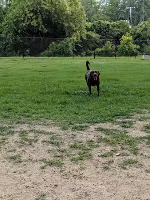 NOMA (North Main) Bark Park - Members only - Columbia, SC